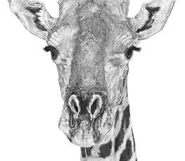 giraffe drawing